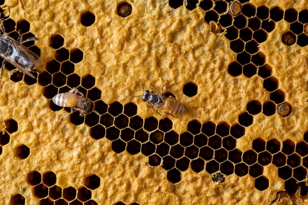 Fondo de panales de miel con abeja