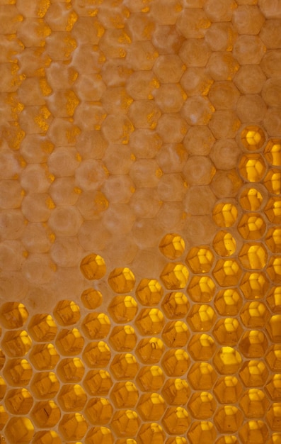 Fondo de panales. Miel fresca. Producto de abeja orgánico natural. Estilo de vida saludable. Cerca de la foto.