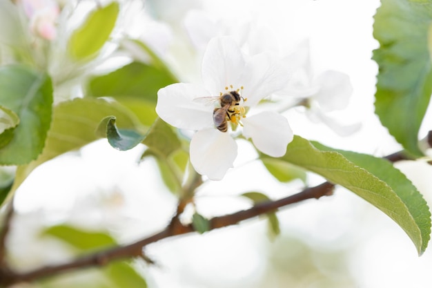 Fondo de pancarta con abeja y ramas de árboles en flor producción de miel y concepto de primavera