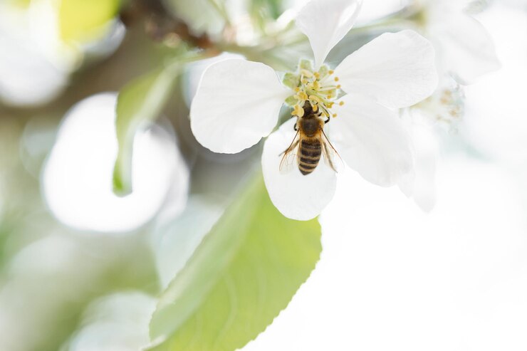 Fondo de pancarta con abeja y ramas de árboles en flor producción de miel y concepto de primavera