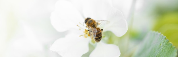 Fondo de pancarta con abeja y ramas de árboles en flor producción de miel y concepto de primavera