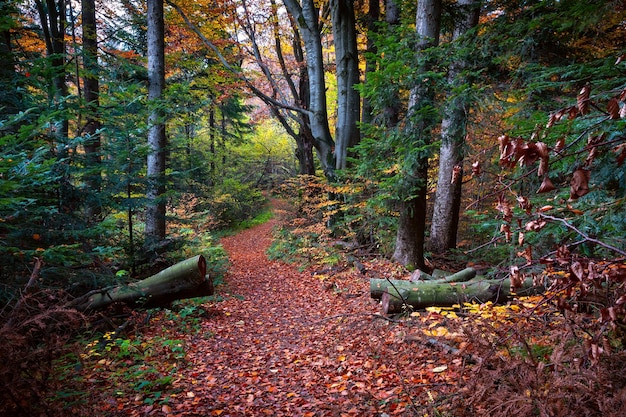 Fondo panorámico del bosque cárpato otoñal con follaje dorado y rojo y rayos soleados