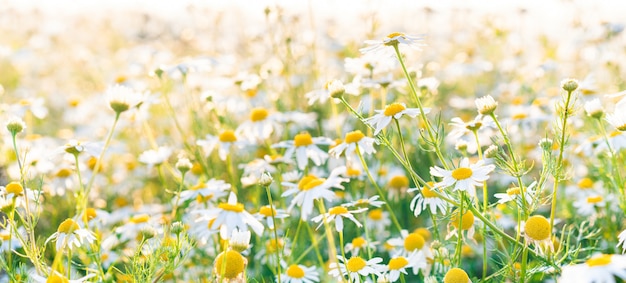 Fondo panorámico del campo de flores de la manzanilla en luz del sol.