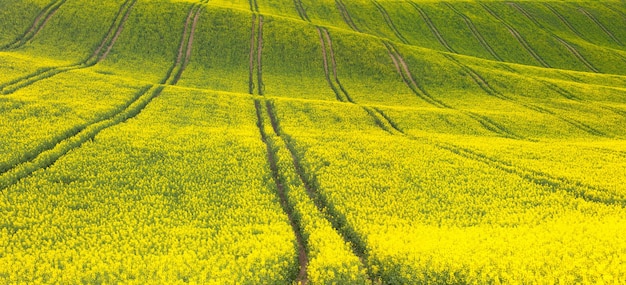 Fondo panorámico de hermoso canola floral verde amarillo fie