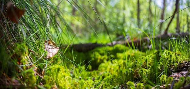 Fondo panorámico con primer plano de plantas verdes del bosque musgo y hierba en pantano Hermoso paisaje natural con un fondo borroso y copyspace