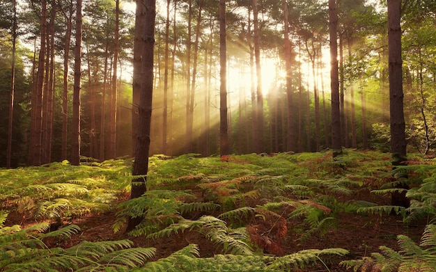 fondo de pantalla de amanecer en el bosque