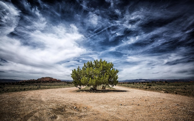 Fondo de pantalla de árbol muerto en tormenta