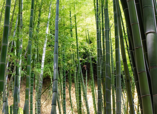 un fondo de pantalla de bosque de bambú