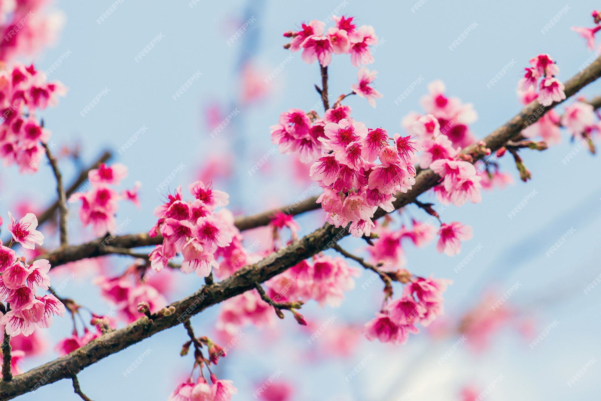Fondo de pantalla de cherry blossom y sakura | Foto Premium