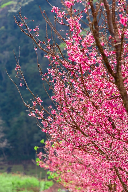 Fondo de pantalla de Cherry Blossom y Sakura