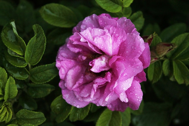 Fondo de pantalla de computadora hermosa rosa púrpura grande