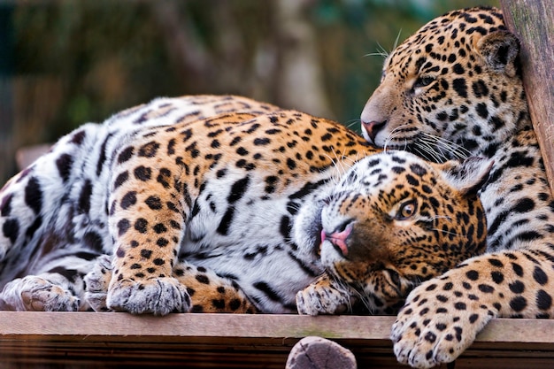 fondo de pantalla de dos leopardos jugando