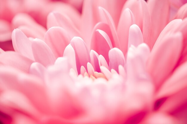 Fondo de pantalla de flor de margarita de coral ... Más @ es.dreamstime.com