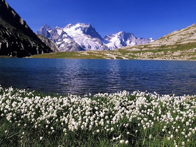 fondo de pantalla de flores blancas bajo el lago nevado de la montaña