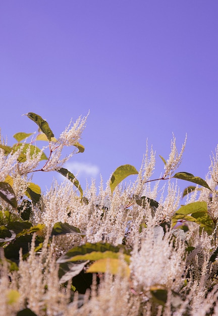 Fondo de pantalla de flores florecientes. Naturaleza. Europa. Concepto de primavera verano