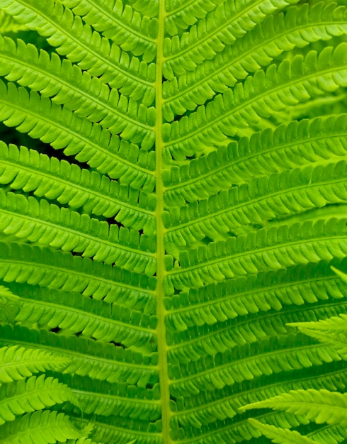 fondo de pantalla de hoja de helecho verde