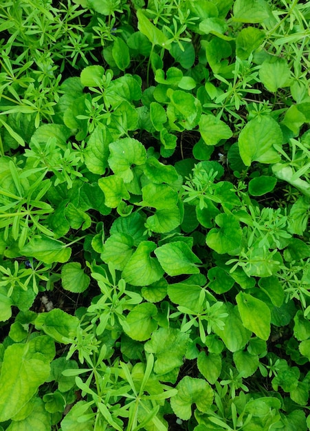 fondo de pantalla de hojas verdes en el jardín