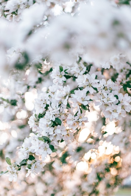 el fondo de pantalla móvil de la hermosa flor de durazno blanca