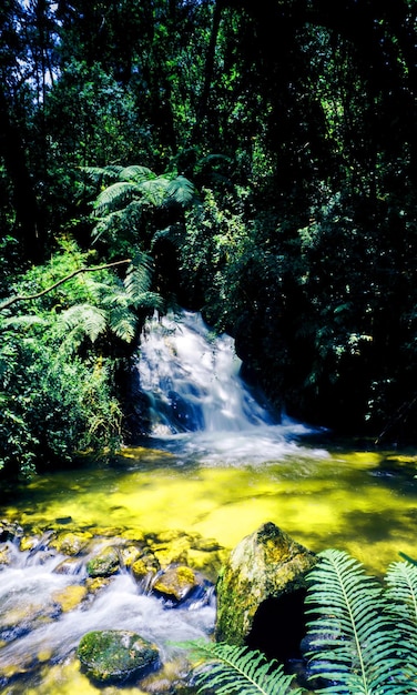 Foto fondo de pantalla de naturaleza, hermoso fondo de pantalla de naturaleza, fondos de pantalla de naturaleza 4k, fondo de pantalla de naturaleza hd, naturaleza verde