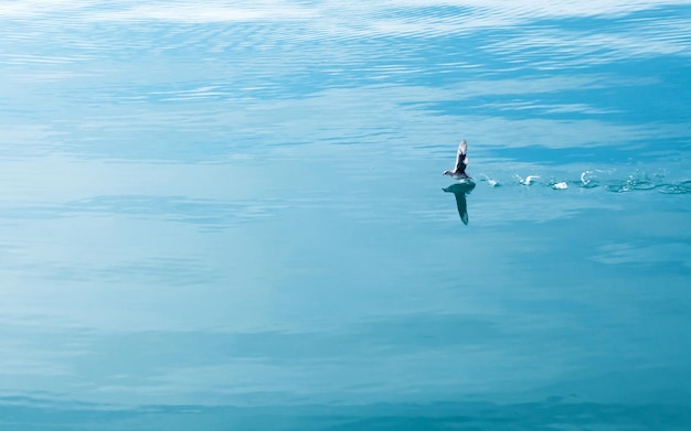 Fondo de pantalla de pájaro blanco volando en el lago