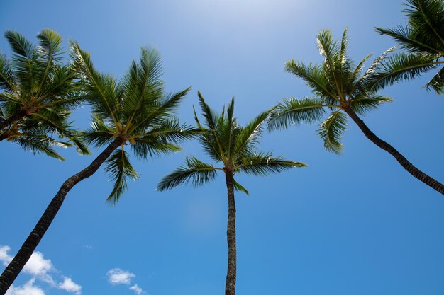 Fondo de pantalla de palmeras Palmeras de coco hermosa textura tropical con luz solar sobre fondo abstracto del cielo