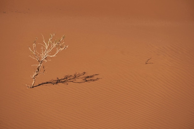 Foto el fondo de pantalla del pequeño árbol y la sombra en el desierto