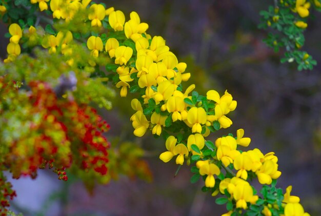 Fondo de Pantalla de Rama de Flor de Primavera Amarilla