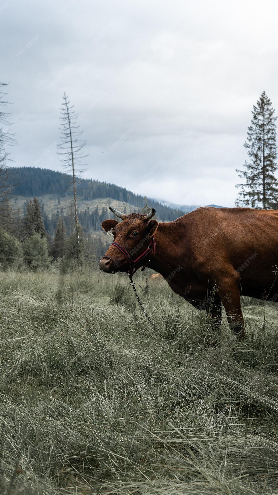 Fondo de pantalla del teléfono móvil una vaca marrón en un prado de montaña  brumoso de montaña | Foto Premium