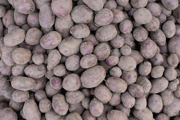 Fondo de papas violetas Papas cosechadas en una pila