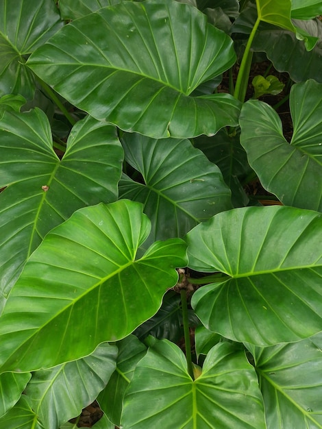 Foto fondo de papel tapiz de hoja verde