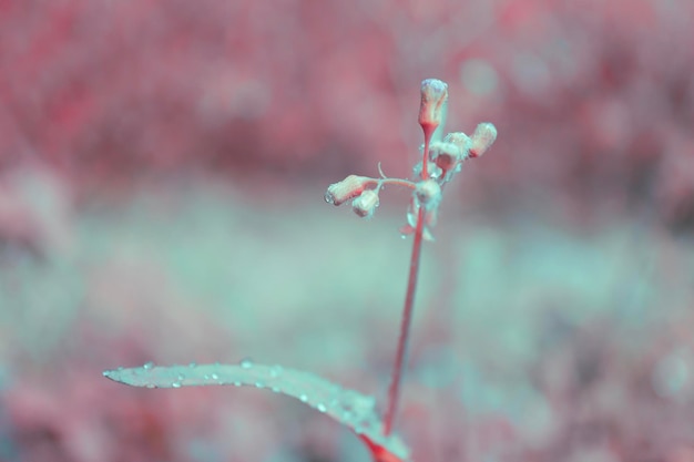 Fondo de papel tapiz de naturaleza de primavera flor de hierba tropical