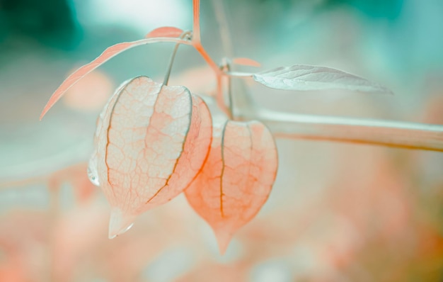 Fondo de papel tapiz de naturaleza de primavera de frutas de hierba