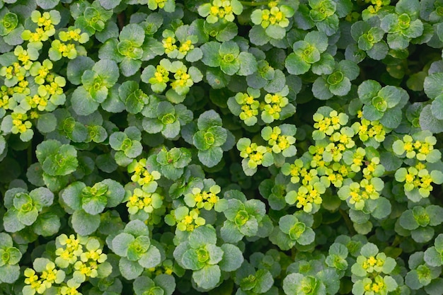 Fondo de papel tapiz de textura de plantas verdes y amarillas