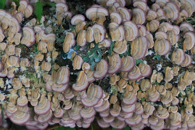 fondo de parásitos de hongos de madera, vida silvestre del bosque de medicina