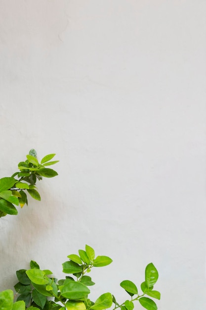 Fondo de pared blanca con marco de hojas verdes Marco creativo con naturaleza y espacio para texto
