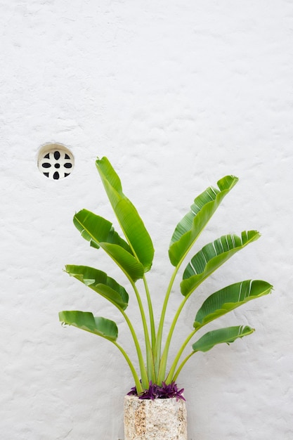 Fondo de pared blanca con textura y planta con hojas grandes Fondo minimalista y moderno