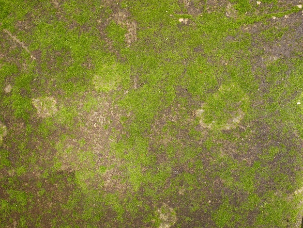 Fondo de pared de cemento y musgo verde