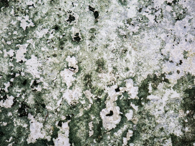 Fondo de pared de cemento de textura con musgo