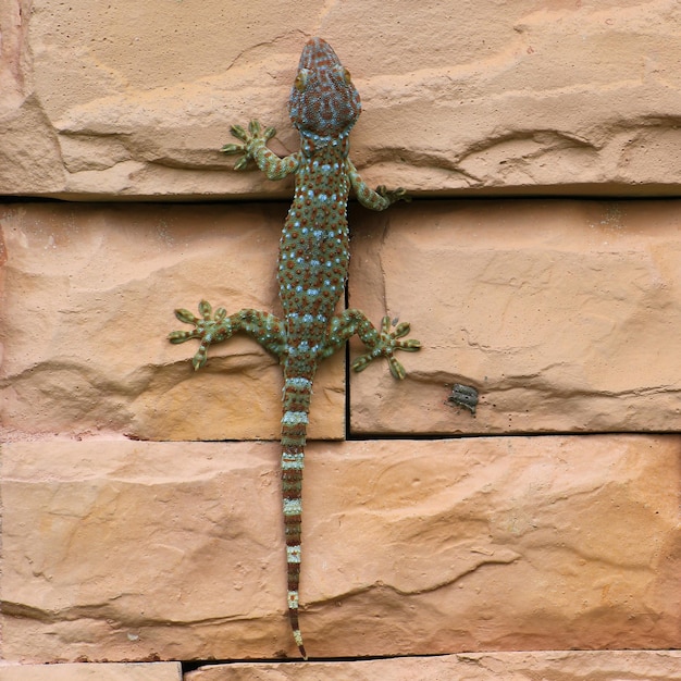 Fondo de pared de escalada de lagarto gecko