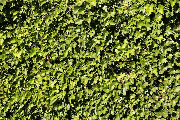 Fondo de pared de hiedra verde