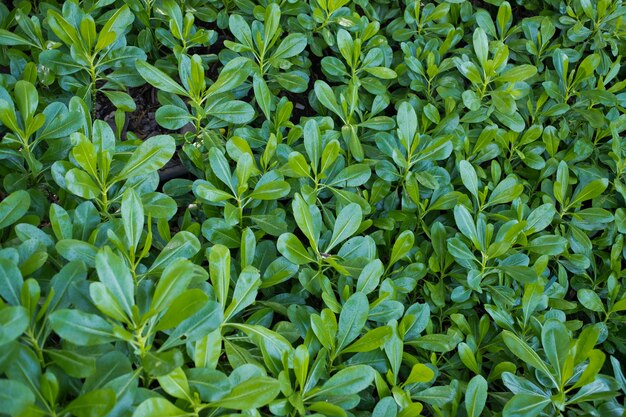 Fondo de pared de hojas verdes, fondo de naturaleza de pared de hoja,