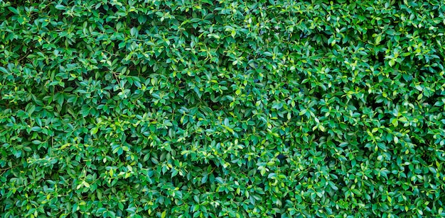Fondo de pared de hojas verdes, fondo de naturaleza de pared de hoja