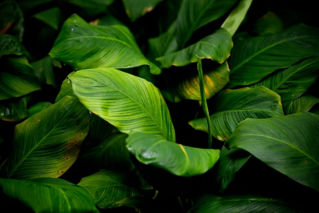 Fondo de pared de hojas verdes, fondo de naturaleza de pared de hojas,