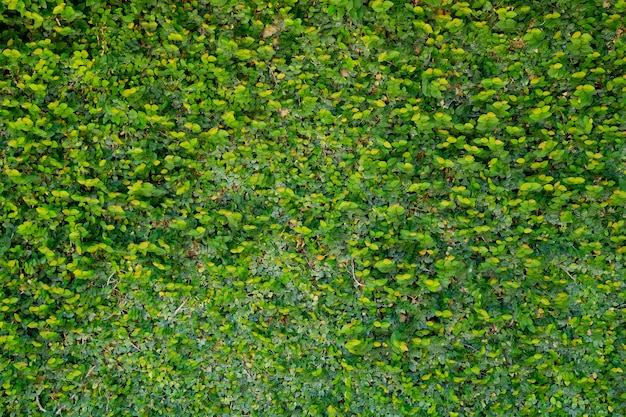 Fondo de pared de hojas verdes, fondo de naturaleza de pared de hojas,