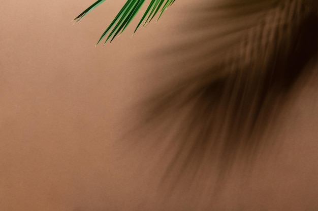 Fondo de pared marrón beige con sombra de palmera Concepto mínimo de verano con fondo abstracto de hoja de palmera