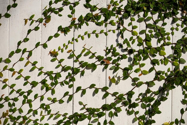 Fondo de pared natural de hojas verdes textura de pared de hierba y fondo naturaleza fondo verde