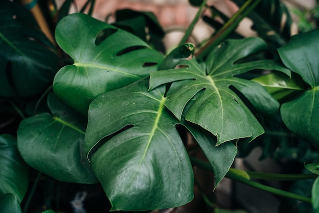 Fondo de pared de plantas tropicales con hojas de monstera follaje verde exuberante