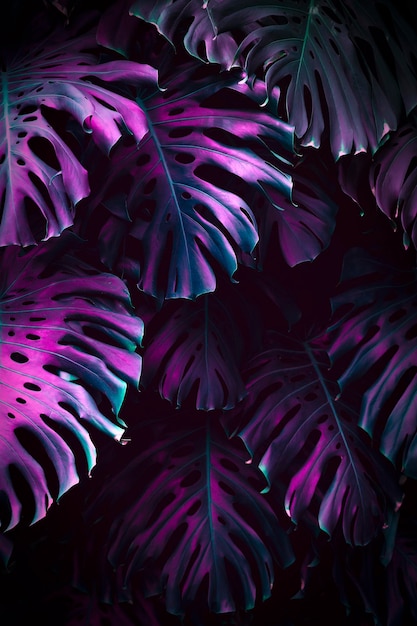 Fondo de la pared de la selva Hojas de palma tropicales verdes con bosque de follaje monstera