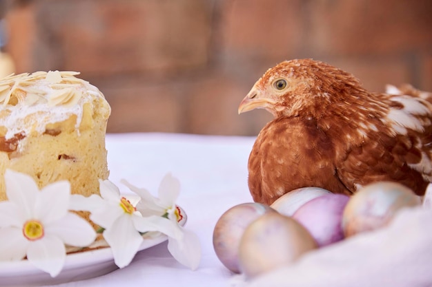 Fondo de Pascua Huevos multicolores morados y naranjas Flores de narciso con pastel de Pascua y pollo Fondo festivo estacional Concepto de tarjeta postal de Pascua