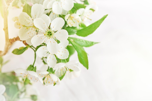 Fondo de Pascua Pascua en flor manzana blanca o flor de cerezo en fondo de madera blanca Feliz fondo de Pascua Día Mundial del Medio Ambiente Pascua Cumpleaños Día de las Mujeres Feriado Mock up